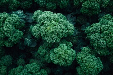 Obraz premium Premium close-up photo of fresh broccoli