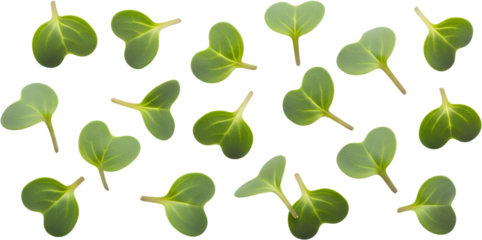 Collection Of Small Green Microgreen Sprouts With Visible Veins Scattered On A Transparent Background Isolate