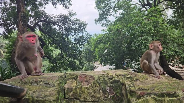 Rhesus macaque (Macaca mulatta) is a social, intelligent Old World monkey native to Asia, known for its adaptability to diverse environments, including urban settings. Odisha, India