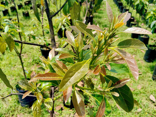 A close-up of the fresh leaves of a young avocado tree