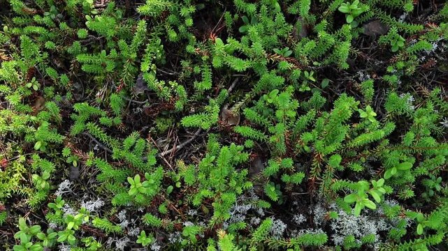 Macro shot of forest moss and ground plants, fresh greenery creating natural woodland background, ecology and wilderness environment concept.