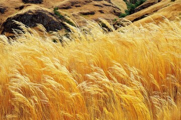 Golden grass field blowing in the wind, hills in the background