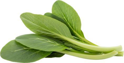 A bunch of fresh green bok choy with thick stems and veined leaves isolated with vegetable food leafy greens