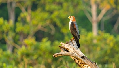 Bird perched on a log