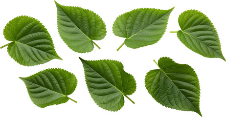 Naklejka premium Collection Of Seven Green Heart Shaped Leaves With Serrated Edges Isolated Transparent Background Ready To Isolate