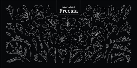 Freesia flower bloom and branches set, isolated on black background, Botanical illustration in simple white outline, hand-drawn style.