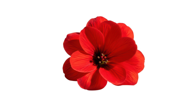 Single red flower isolated on transparent background