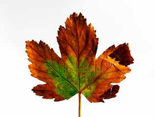 Herbstliches Ahornblatt