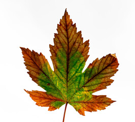 Herbstliches Ahornblatt