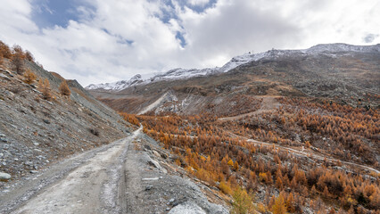Imposing glacial moraine in the hiking area of ​​Zermatt with its yellow conifers. Beautiful...