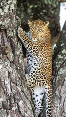 Leopard climbing a tree