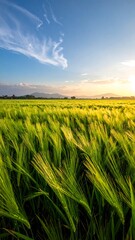 Golden wheat field at sunset