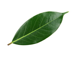 Closeup of a vibrant green bay leaf with prominent veins.