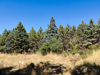 Sunny Forest Walk – Evergreen Trees & Dry Golden Grass