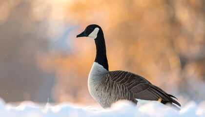 Goose in snowy landscape