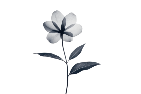 Single white flower with dark stem and leaves isolated on transparent background. Minimalist floral illustration featuring a simple flower design with leaves isolated on white background.