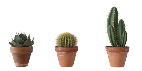 Cut out collection of succulent plants for decoration on transparent backgrounds. High quality 3d rendering. png format	