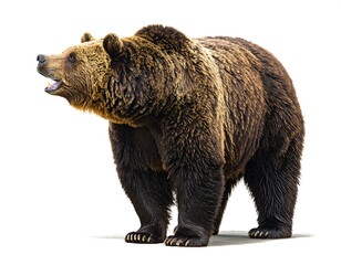 Fototapeta premium A brown bear standing on a white background, looking to the left with its mouth open.
