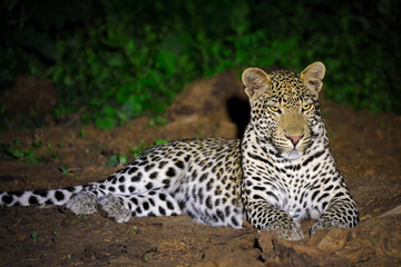 A leopard (Panthera pardus) resting on the ground during the night, Madikwe game reserve, South Africa
