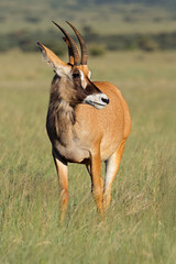 A rare roan antelope (Hippotragus equinus) in open grassland, Mokala National Park, South Africa