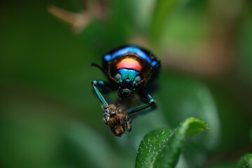 Blue Milkweed Beetle (Chrysochus pulcher), belonging to the family Chrysomelidae. It has a metallic dark-blue body with iridescent violet or green reflections. With its chewing mouthparts,