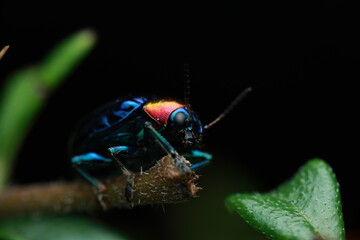 Blue Milkweed Beetle (Chrysochus pulcher), a leaf beetle from the family Chrysomelidae. With its metallic blue-green body and bright reddish pronotum, the beetle is shown resting on a branch,