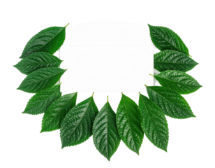 Green Leaves Arranged in a Semicircle on a White Background.