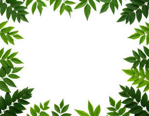 Naklejka premium Green Leaves Frame on White Background Natural Border Fresh Foliage.
