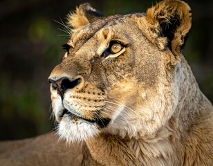 Lioness portrait