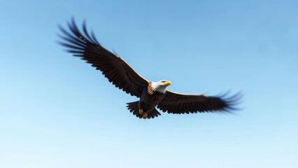 Obraz premium Majestic eagle in flight against a clear blue sky