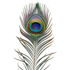 Fototapeta premium A single peacock feather showing its intricate eye pattern and delicate structure isolated on transparent background