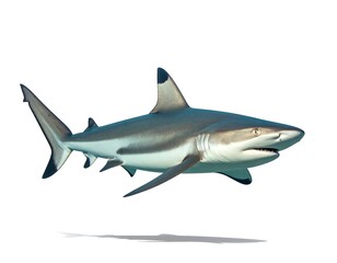 Naklejka premium A blacktip reef shark swims, showcasing its sleek body and distinctive black-tipped fins against a white background.