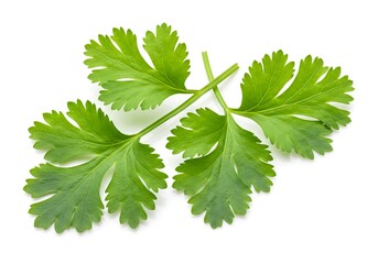 Fresh, vibrant green cilantro leaves are scattered and isolated on a clean white surface