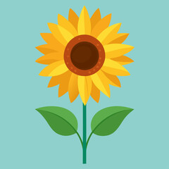 sunflower vector illustration