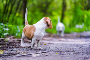 Playful Beagle Puppy On Forest Path With Another Dog In Lush Green Park