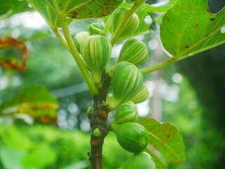 Fototapeta premium Close-Up of Fresh Green With Yellow Striped Fig Fruits, Variegated Fruits(Bordissot Negra Rimada Fig)on a Tree Branch Outdoors