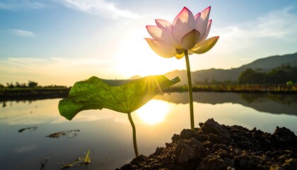 Lotus flower at sunrise