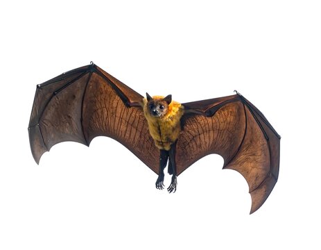 Large Flying Fox