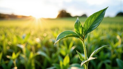 New green sprout growing in a field at sunset
