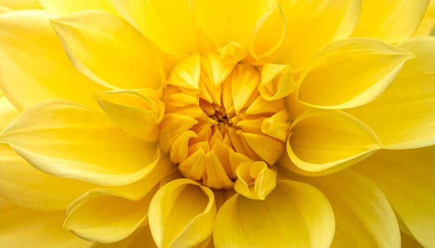 Close-up of a bright yellow dahlia (3)