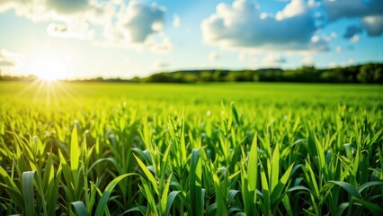 Golden sunset over a lush green field with dramatic clouds