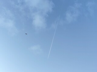 Clear sky scene with jet trail and bird silhouette