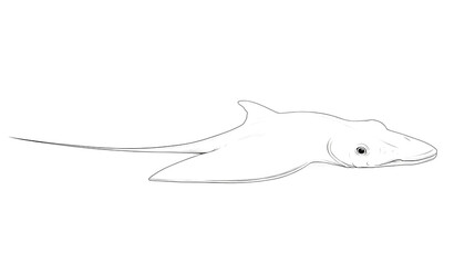 Obraz premium A long-bodied stingray, its body oriented to the right of the image, facing forward. A series of minimalist line drawings, focusing on form and silhouette. isolated on a white background