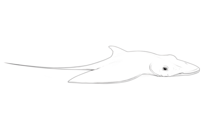 A long-bodied stingray, its body oriented to the right of the image, facing forward. A series of minimalist line drawings, focusing on form and silhouette. isolated on a white background