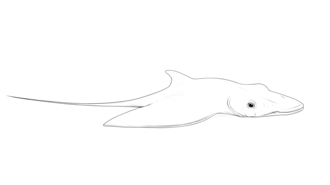A long-bodied stingray, its body oriented to the right of the image, facing forward. A series of minimalist line drawings, focusing on form and silhouette. isolated on a white background