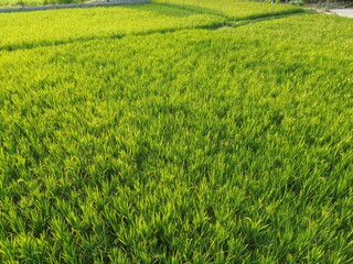 Obraz premium Vast Rice Field With Bright Green Stalks and Irrigation Lines Across the Field