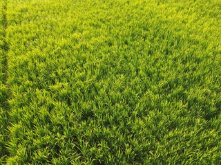 Vast Rice Field With Bright Green Stalks and Irrigation Lines Across the Field