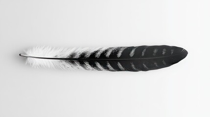 Black and white feather isolated on white background
