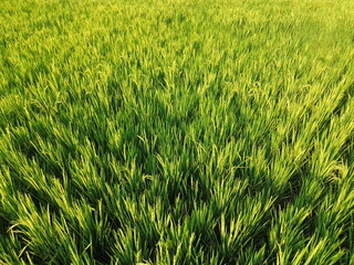 Vast Rice Field With Bright Green Stalks and Irrigation Lines Across the Field