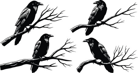 Obraz premium Four black ravens perched on bare branches in a stark black and white illustration